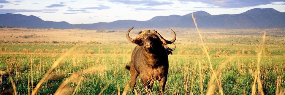 UGANDA del NORTE La última frontera de África: fauna salvaje y tribus nómadas Fechas: del 1 al 12 de septiembre (12 días) Uganda es el sueño de África, uno