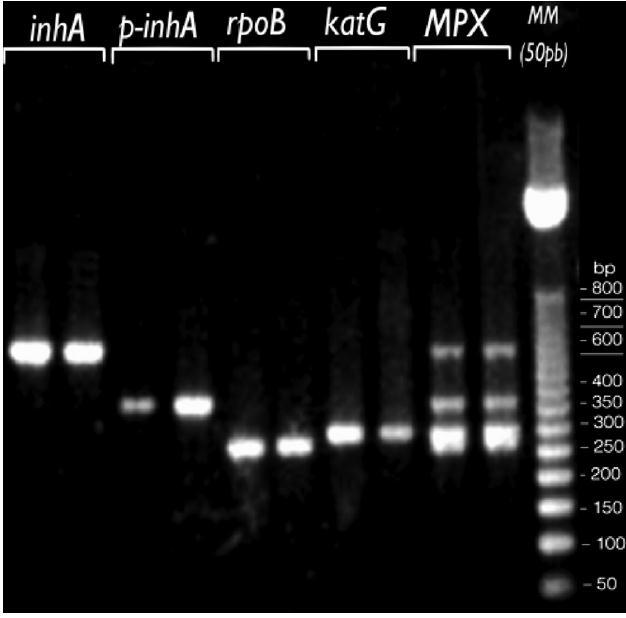 28 5.2 Formato para detectar cepas MDRTB: 5.2.1 PCR Multiplex Con el objetivo de disminuir el costo y el tiempo de la prueba se estandarizó una PCR multiplex para amplificar simultáneamente las