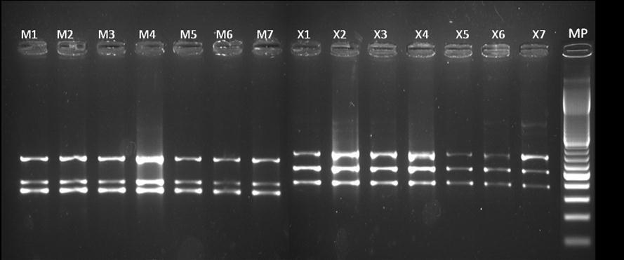 32 5.3.1 PCR multiplex Se llevó a cabo el mismo procedimiento que para el RIOT, solo que esta vez se diseñaron dos mezclas de iniciadores diferentes por muestra de ADN: una para amplificar los
