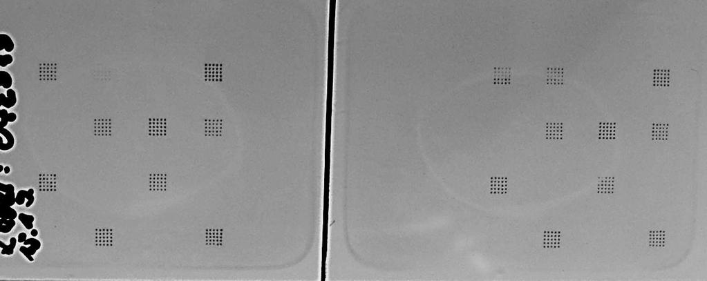 Resultados 37 Silvestre Mutante Figura 5-5 Fotografía de un ensayo en láminas de vidrio.