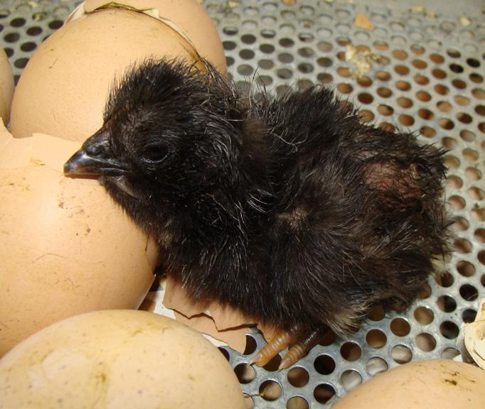Suspender el volteo de los huevos, los pollitos deben posicionarse para iniciar el picaje del cascarón, y lo hacen mejor, si el huevo está quieto.