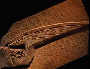 Los fósiles de estos animales conservan la huella de la membrana interdigital y muestran que esta no solo estaba formada por una piel fina, sino que estaba