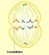 Anafase - El centrómero de cada cromosoma se separa. - Luego las dos cromátidas hermanas se separan, siendo cada una atraída hacia polos opuestos.