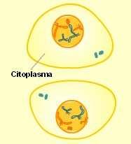 Citocinesis En células animales, la citocinesis ocurre cuando un anillo fibroso compuesto de una proteína llamada actina, alrededor del centro de la célula se contrae