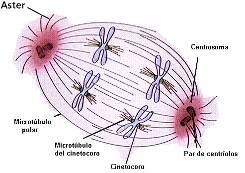 Las células que contienen centríolos también poseen una "corona" de pequeños microtúbulos, el áster, que se