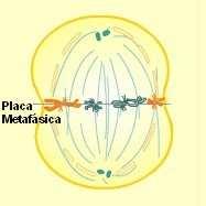 Metafase Metafase (meta: después, entre).