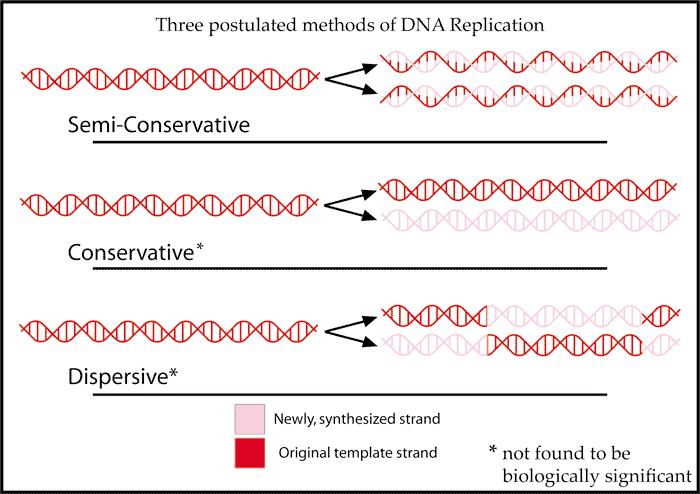 MOLECULAR BIOLOGY DNA replication, transcription DNA REPLICATION visto?