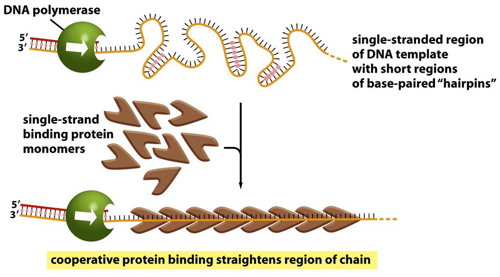 MOLECULAR BIOLOGY DNA replication, transcription Segundo: Mantener la estructura lineal (proteínas de unión a hebra simple) Figure 5-16 Molecular Biology of the Cell ( Garland Science 2008) MOLECULAR