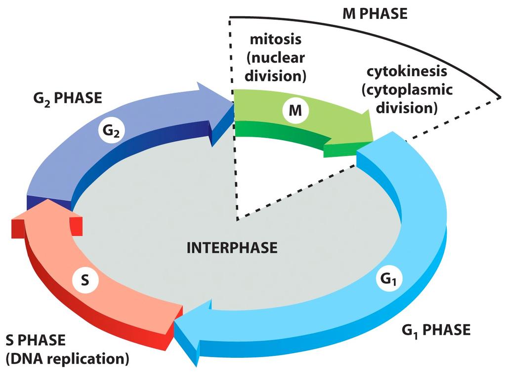 OBJETIVO del Ciclo celular: Replicar la célula En célula humana Interfase = 23 hrs.