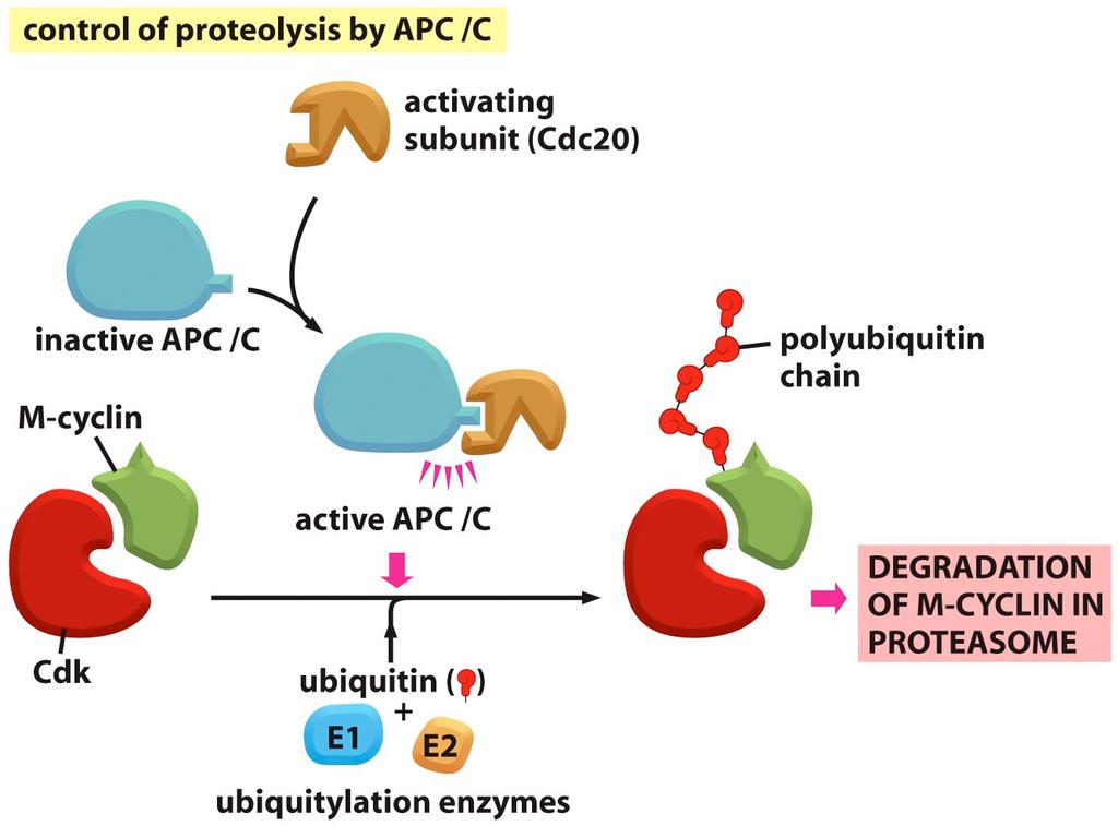 La Actividad Cdk se regula por Degradación de la Ciclinas.