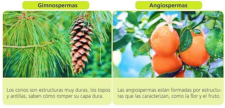 Las plantas con semilla o fanerógamas se dividen en dos grandes grupos, las angiospermas y las gimnospermas.