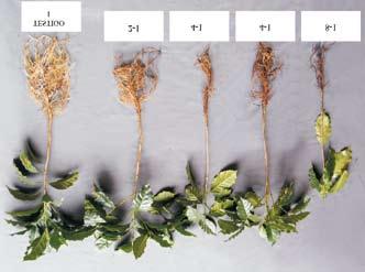 Efecto sobre la materia seca: Hubo efecto sobre la disminución en el peso seco de las raíces y la parte aérea de plantas en el almácigo (Figura 3); sin embargo, no se observó que las dosis bajas de