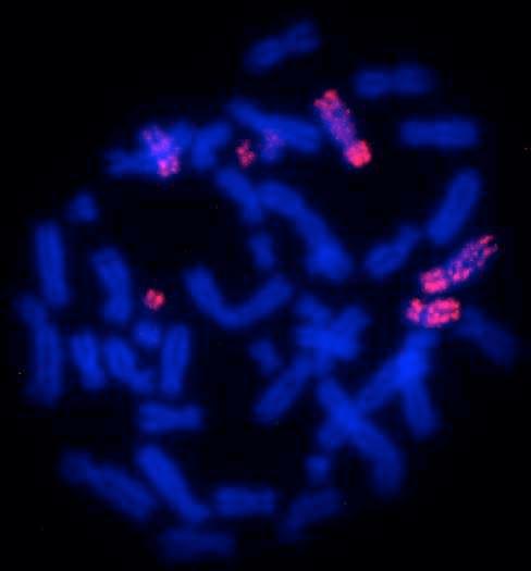 Las evaluaciones a nivel de citogenética molecular permitieron detectar señales positivas de hibridación para el cromosoma 3 humano sobre los cromosomas 5, 15 y 16 del morfotipo B de la ardilla