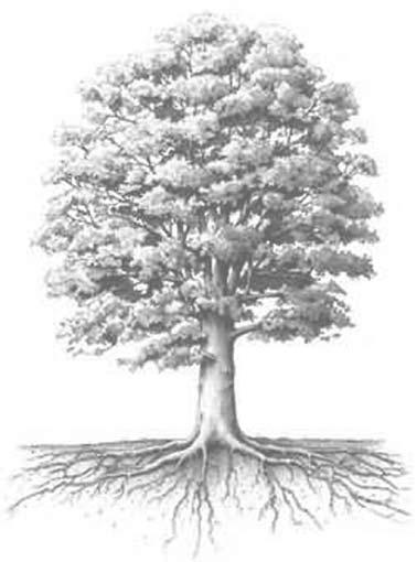 c. El árbol de problemas Una vez que hemos definido el problema debemos conocer sus raíces o causas y sus efectos o resultados.