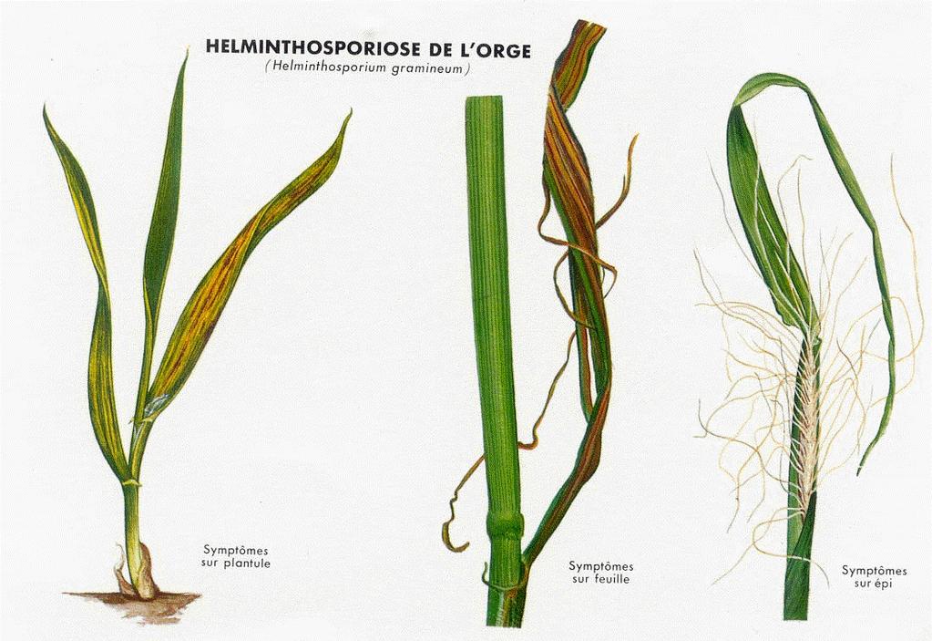 Helmintosporium gramineum Drechslera Graminea Contaminación vía semilla La Infección comienza con la germinación de la semilla Estrías alargadas de color