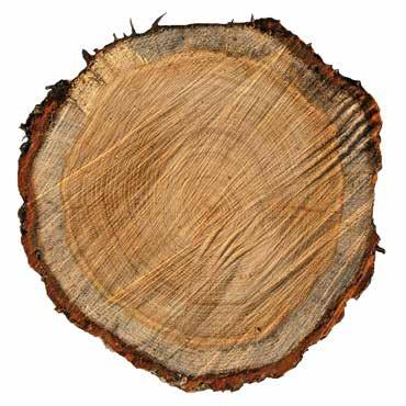 passion for timber 09 Aprovechamiento del 100 % Proveedores regionales, en su mayor parte, suministran la madera en troncos Cada tronco se aprovecha de forma óptima mediante nuestra optimización de