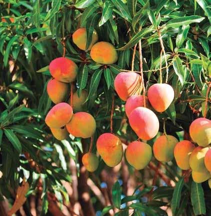 AGENDA ESTATAL DE INNOVACIÓN 9.1.5.2 Producción intensiva de frutas y hortalizas Las características agroclimáticas de Campeche permiten la producción de frutas y hortalizas durante todo el año.