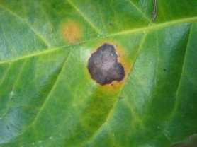 De las enfermedades que afectan el follaje, ramas y frutos de café, la mancha de hierro (Cercospora