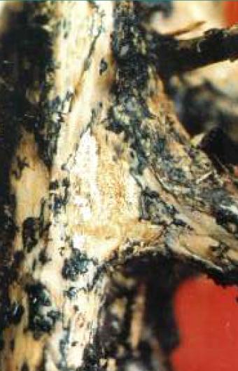 Síntomas de la pudrición de la raíz, Rosellinia bunodes.