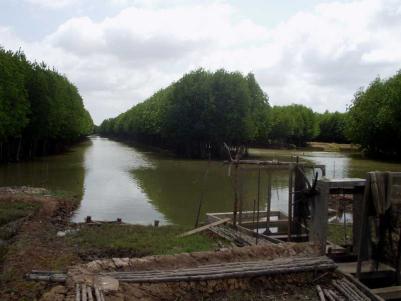 Objetivo Existen muchos ejemplos de la integración de acuicultura y restauración de humedales en manglares tropicales pero muy pocos