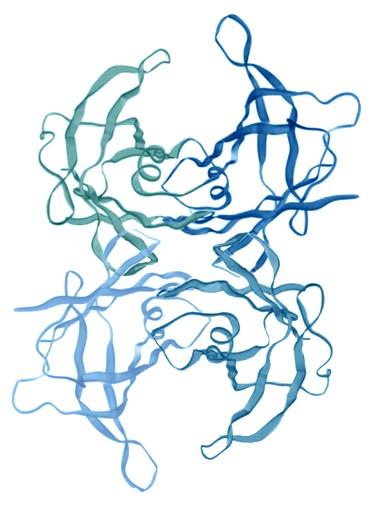 Estructura normal del tetrámero de TTR La transtiretina es un tetrámero con sitios de unión para la