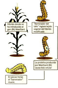 Ejemplo del empleo de la ingeniería genética en la lucha contra plagas Bt (Bacillus thuringiensis) es una bacteria que se encuentra naturalmente en el suelo en todo el mundo.