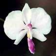 Phalaenopsis pulcra 10 16