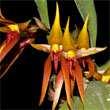15 22 Bulbophyllum