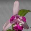 Cattleya granulosa "Vermehla" 10 18 Cattleya guttata