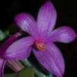 Dendrobium lawesii 10
