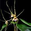 Dendrobium polysema 12