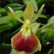16 Epidendrum porpax 6,5 12