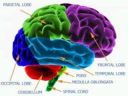 La neurociencia también está ayudando mucho a entender muchos efectos de las drogas como la adicción.