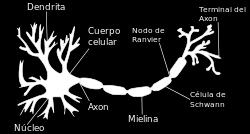 Neurona Partes de una neurona Dendritas: ramificaciones cortas y numerosas que se encargan de recibir información del entorno interno o externo, o de otras neuronas.