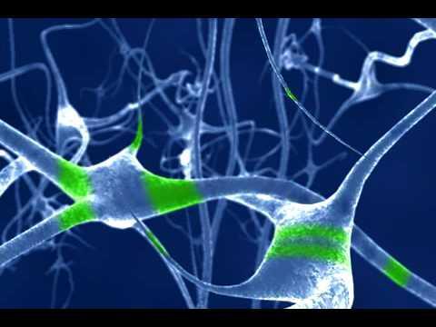 procesamiento. Neuronas de asociación: conectan unas neuronas con otras.