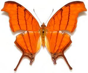 27 Familia Nymphalidae Doxocopa