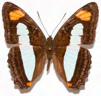34 Adelpha fessonia (Hewitson, 1847)