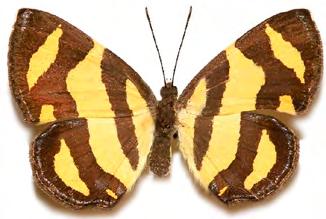 Baeotis zonata (Felder,