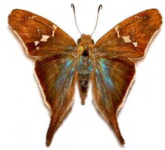 albociliatus (Mabille, 1877)