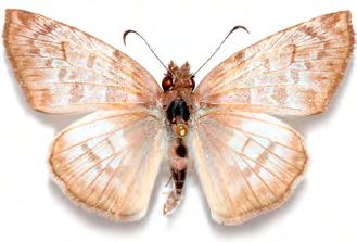 Mylon pelopidas (Fabricius,