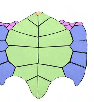 (verde); b) los escudos inframarginales se marcan en verde, los escudos axilares (azul) y los pectorales