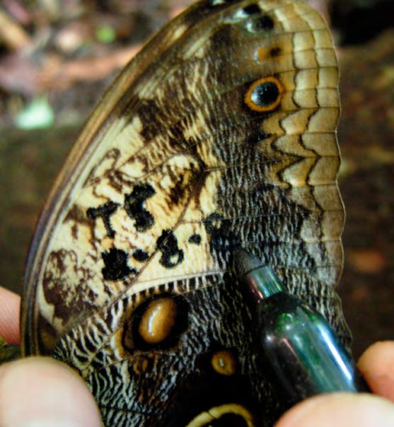 Diversidad de las mariposas diurnas (Lepidoptera, Papilionoidea y Hesperioidea) del Parque Nacional Walter Thilo Deininger, El Salvador. Notas sobre su distribución y fenología Segunda parte.