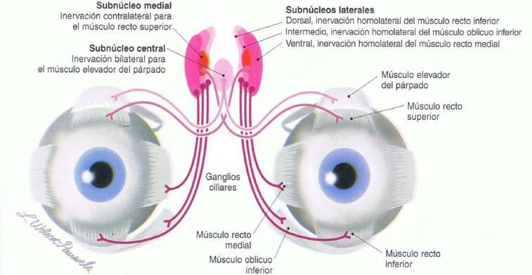 Vías Eferentes 1)Vestíbulo ocular 2) Vestíbulo espinal
