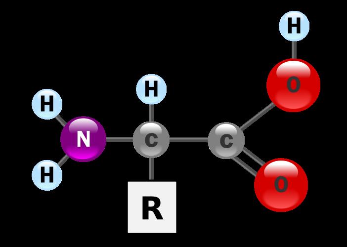 Slide 85 / 139 Componentes de aminoácidos Los aminoácidos siempre incluyen un grupo amino (NH 3 ), un grupo carboxilo (COOH)y una cadena lateralque es única para cada aminoácido.