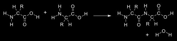 Al igual que enlaces entre sacáridos y nucleótidos, están formados