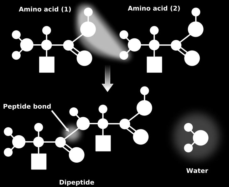 2 1 Dipéptido agua La cadena de péptidos con 50
