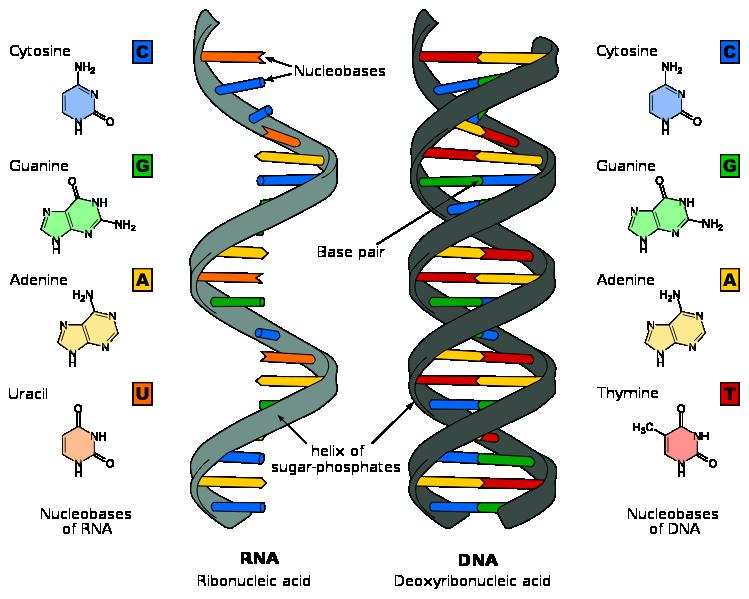Slide 76 / 139 Pero también significa que el ADN no puede trabajar directamente en la célula.