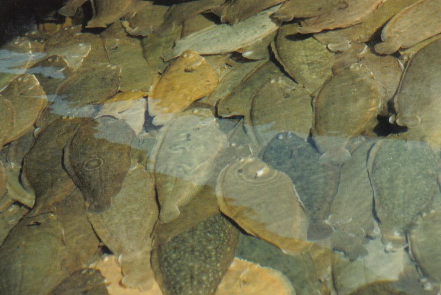 Estudio del comportamiento del pez en cul8vo (Análisis Digital de Imágenes) Sustracción de imágenes