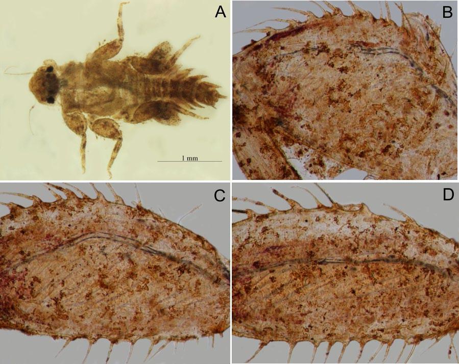 Primer registro del género Cabecar Baumgardner & Avila (Ephemeroptera: leptohyphidae)... 177 Figura 1. Ninfa de Cabecar: A. Hábito dorsal; B. Fémur anterior; C. Fémur medio; D. Fémur posterior.