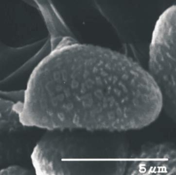 La morfología de sus esporas bajo el microscopio electrónico de barrido (MEB) defíne su posición 0 Agradecimientos taxonómica (Figura 6).